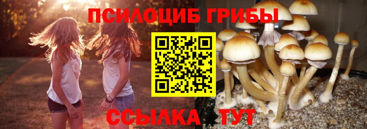 Псилоцибиновые грибы Psilocybine cubensis Шахты